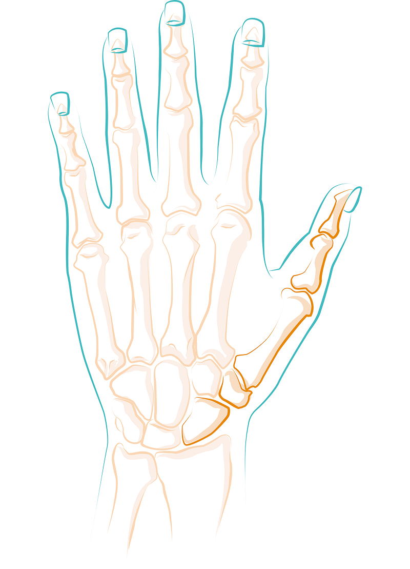 Darstellung eines menschlichen Handknochensystems