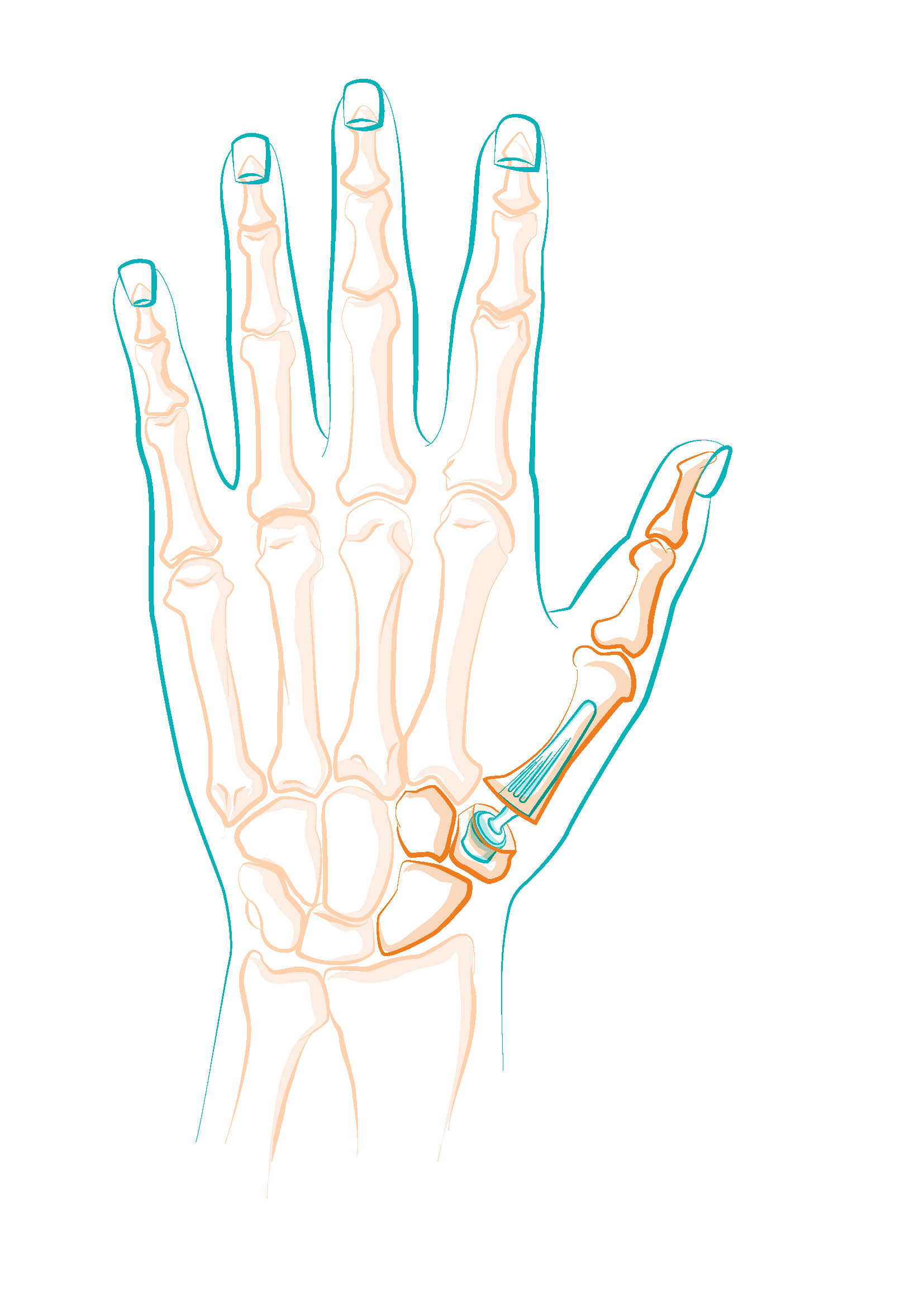 Schema osseo della mano destra